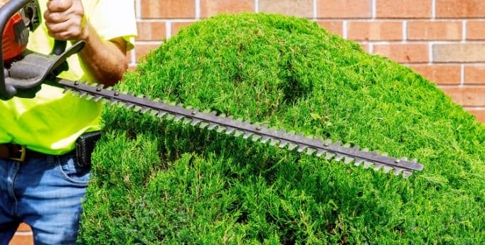 Best Features To Consider In a Pole Hedge Trimmer
